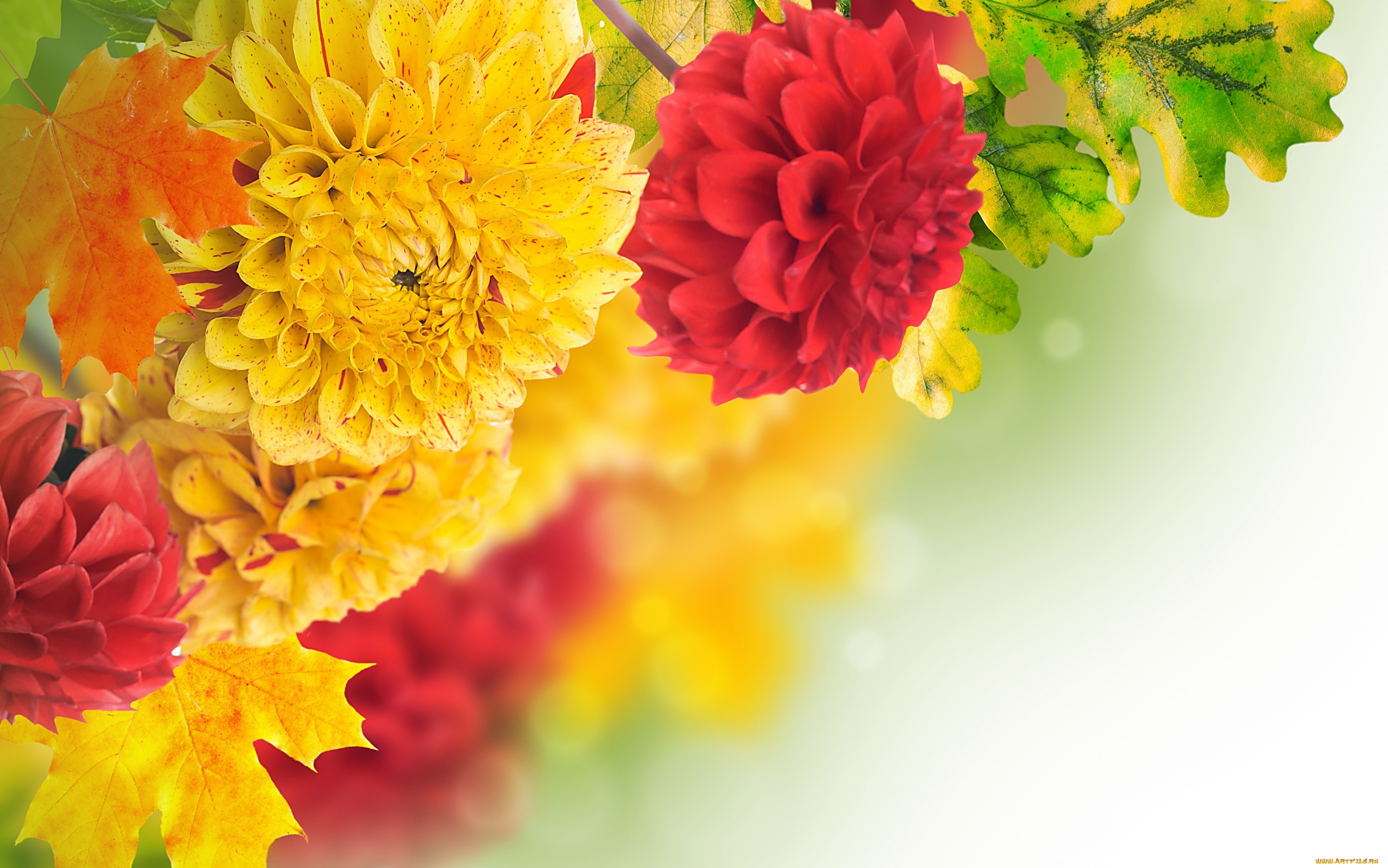 , , , , yellow, red, , , petals, dahlia, , , buds, leaves